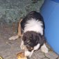 Найдена в ждановичах собака с ошейником триколор объявление Отдам даром уменьшенное изображение 2