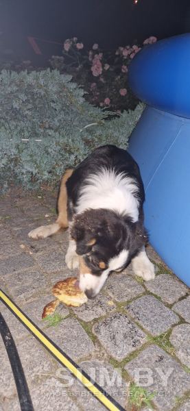 Найдена в ждановичах собака с ошейником триколор объявление Отдам даром уменьшенное изображение 