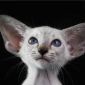 Сиамский котёнок современного типа объявление Продам уменьшенное изображение 1