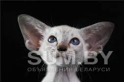 Сиамский котёнок современного типа объявление Продам уменьшенное изображение 