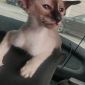Сиамский котёнок современного типа объявление Продам уменьшенное изображение 2