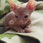 Милейшие котята канадского сфинкса ищут заботливую семью объявление Продам уменьшенное изображение 3