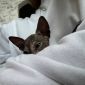 Милейшие котята канадского сфинкса ищут заботливую семью объявление Продам уменьшенное изображение 5