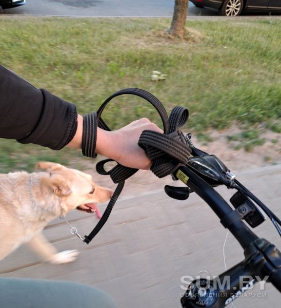 Дрессировка собак (выезд по г. Минску) объявление Услуга уменьшенное изображение 
