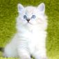 Невские Маскарадные котята объявление Продам уменьшенное изображение 2