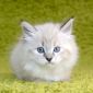 Невские Маскарадные котята объявление Продам уменьшенное изображение 3