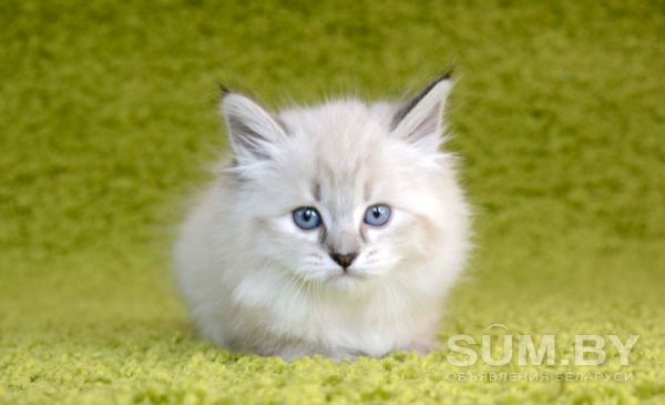 Невские Маскарадные котята объявление Продам уменьшенное изображение 