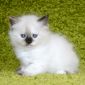 Невские Маскарадные котята объявление Продам уменьшенное изображение 4