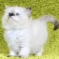 Невские Маскарадные котята объявление Продам уменьшенное изображение 5
