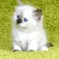 Невские Маскарадные котята объявление Продам уменьшенное изображение 6