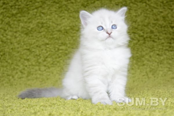 Невские Маскарадные котята объявление Продам уменьшенное изображение 
