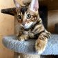 Бенгальские котята объявление Продам уменьшенное изображение 3