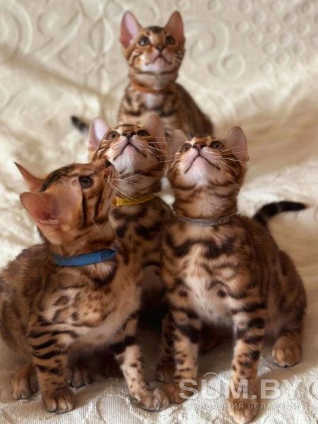 Бенгальские котята объявление Продам уменьшенное изображение 