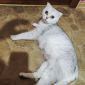 Шотландская вислаухая кошка объявление Продам уменьшенное изображение 1