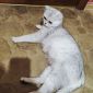 Шотландская вислаухая кошка объявление Продам уменьшенное изображение 2