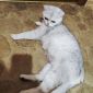 Шотландская вислаухая кошка объявление Продам уменьшенное изображение 3