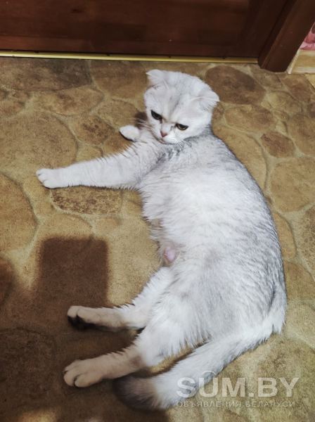 Шотландская вислаухая кошка объявление Продам уменьшенное изображение 