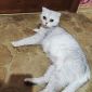 Шотландская вислаухая кошка объявление Продам уменьшенное изображение 4