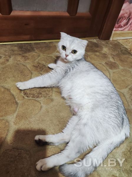 Шотландская вислаухая кошка объявление Продам уменьшенное изображение 