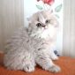 Плюшевые котята объявление Продам уменьшенное изображение 1