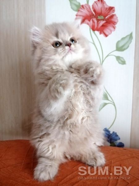 Плюшевые котята объявление Продам уменьшенное изображение 