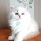 Плюшевые котята объявление Продам уменьшенное изображение 3