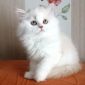 Плюшевые котята объявление Продам уменьшенное изображение 4