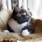 Леся — кошка-энерджайзер и просто замурчательная девчонка объявление Отдам даром уменьшенное изображение 2