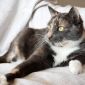 Леся — кошка-энерджайзер и просто замурчательная девчонка объявление Отдам даром уменьшенное изображение 3