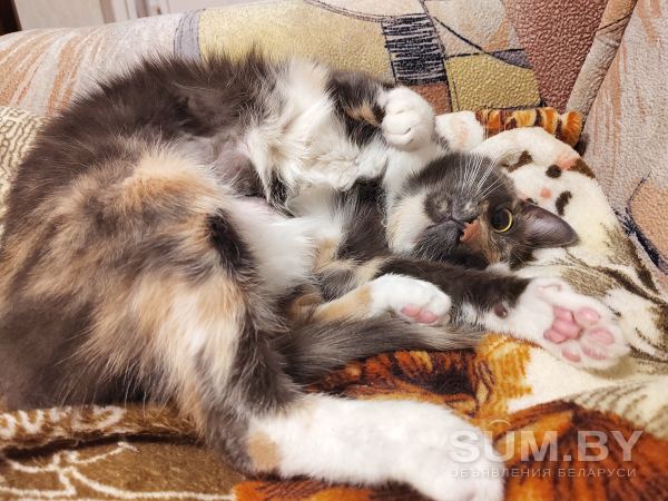 Леся — кошка-энерджайзер и просто замурчательная девчонка объявление Отдам даром уменьшенное изображение 