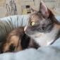 Леся — кошка-энерджайзер и просто замурчательная девчонка объявление Отдам даром уменьшенное изображение 1