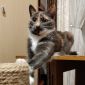 Леся — кошка-энерджайзер и просто замурчательная девчонка объявление Отдам даром уменьшенное изображение 5