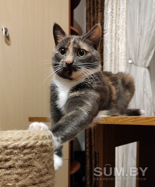 Леся — кошка-энерджайзер и просто замурчательная девчонка объявление Отдам даром уменьшенное изображение 