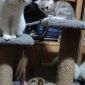 Шотландские котята объявление Продам уменьшенное изображение 4