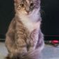 Пушистый котенок девочка объявление Продам уменьшенное изображение 1