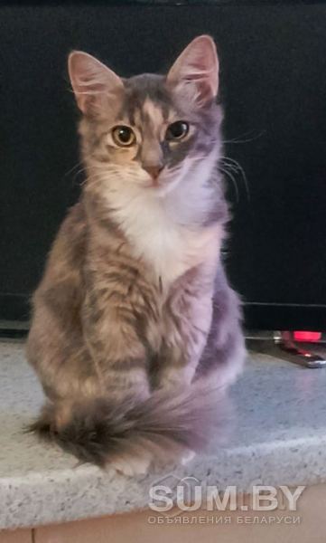 Пушистый котенок девочка объявление Продам уменьшенное изображение 