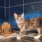 Пушистый котенок девочка объявление Продам уменьшенное изображение 3