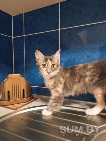 Пушистый котенок девочка объявление Продам уменьшенное изображение 
