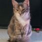 Пушистый котенок девочка объявление Продам уменьшенное изображение 4