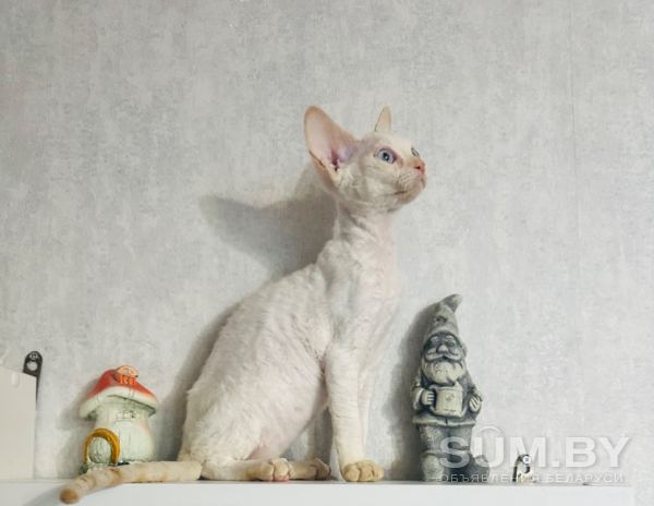 Кошечка девон рекс объявление Продам уменьшенное изображение 