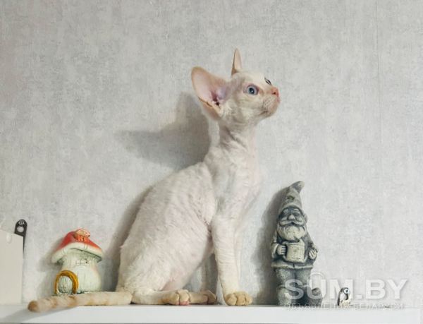 Кошечка девон рекс объявление Продам уменьшенное изображение 