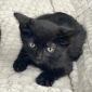 Черный котенок в дар, ищет дом, бесплатно, в добрые руки! объявление Отдам даром уменьшенное изображение 2