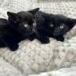 Черный котенок в дар, ищет дом, бесплатно, в добрые руки! объявление Отдам даром уменьшенное изображение 1