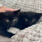 Черный котенок в дар, ищет дом, бесплатно, в добрые руки! объявление Отдам даром уменьшенное изображение 3