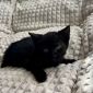 Черный котенок в дар, ищет дом, бесплатно, в добрые руки! объявление Отдам даром уменьшенное изображение 6