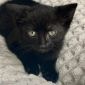 Черный котенок в дар, ищет дом, бесплатно, в добрые руки! объявление Отдам даром уменьшенное изображение 5
