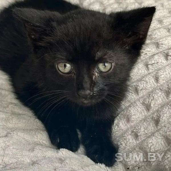 Черный котенок в дар, ищет дом, бесплатно, в добрые руки! объявление Отдам даром уменьшенное изображение 
