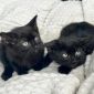 Черный котенок в дар, ищет дом, бесплатно, в добрые руки! объявление Отдам даром уменьшенное изображение 4
