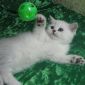 Британские котята окраса серебристая шиншилла объявление Продам уменьшенное изображение 1