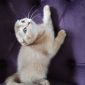 Шотландские котята объявление Продам уменьшенное изображение 2